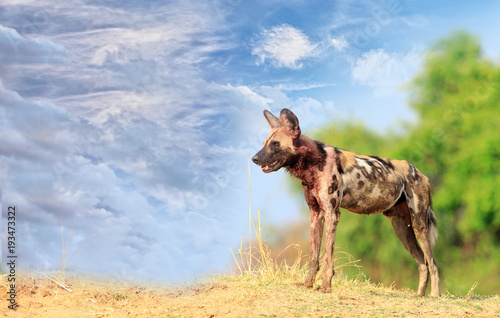 Wild Dogs - Painted Dogs surveying the area in South Luangwa with a vivid blue sky and vibrant bush background  Zambia