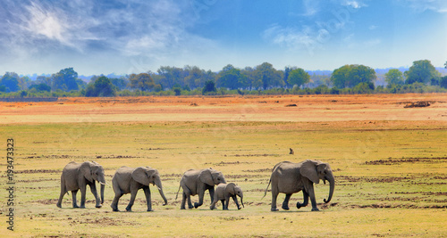 African Elephants walking across the open plains in South luangwa national park, zambia, southern africa