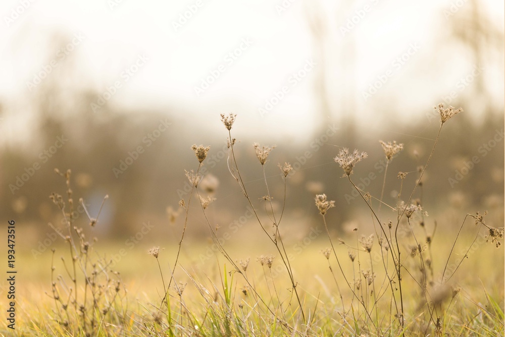 nature tall grass nature tall grass