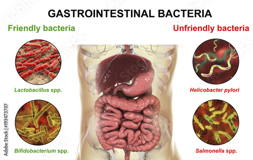 Friendly and unfriendly gastrointestinal bacteria, 3D illustration. Good, Lactobacillus and Bifidobacterium, and bad, Helicobacter pylori and Shigella dysenteriae, gut bacteria. Human microbiome photo