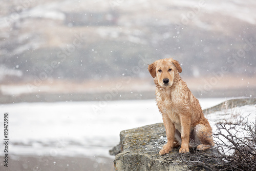 Dog sitting on rock overlooking river