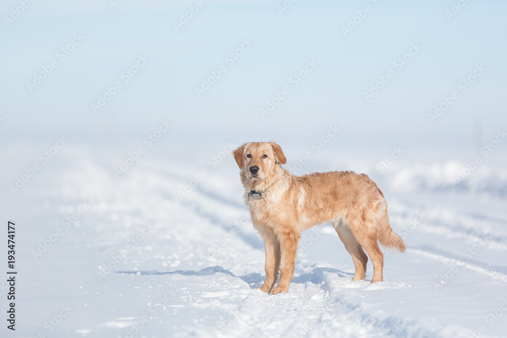Dog standing in snow Dog standing in snow
