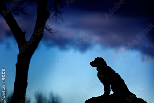 Silhouette of dog sitting on a rock in front of a tree