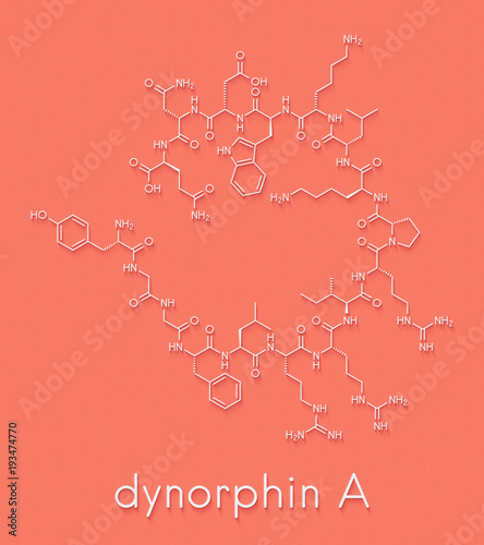 Dynorphin a endogenous opioid peptide molecule. Skeletal formula. photo