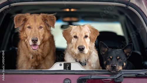Photography Three dogs in back of SUV
