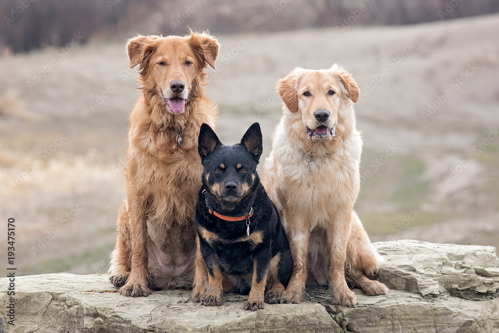 Three dogs posing together