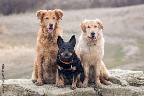 Three dogs posing together