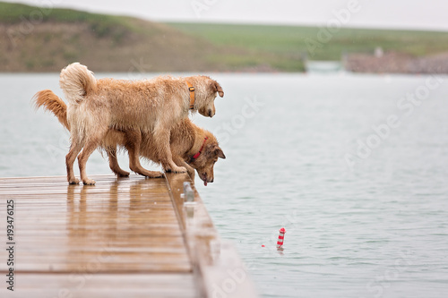 Sticker Two dogs trying to get the toy in the lake