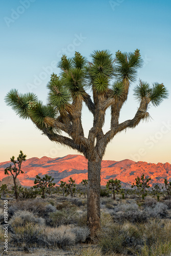 Joshua Tree
