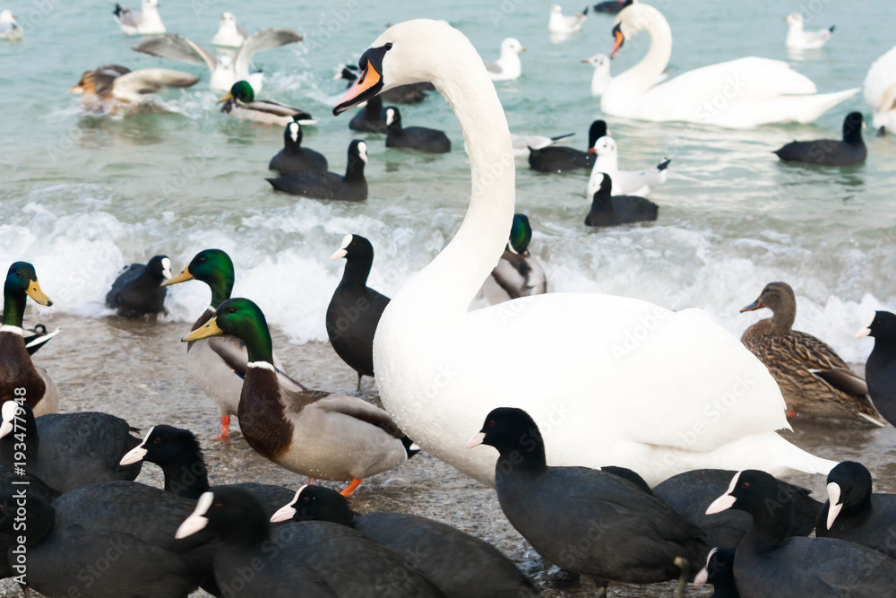 Fototapeta premium Swans