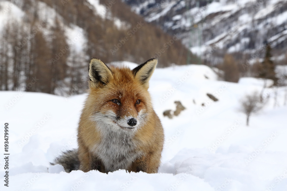 Red fox into the snow Red fox into the snow