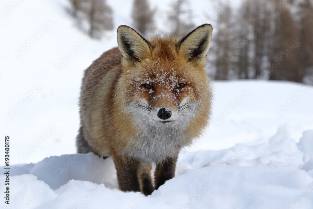 Red fox into the snow Red fox into the snow