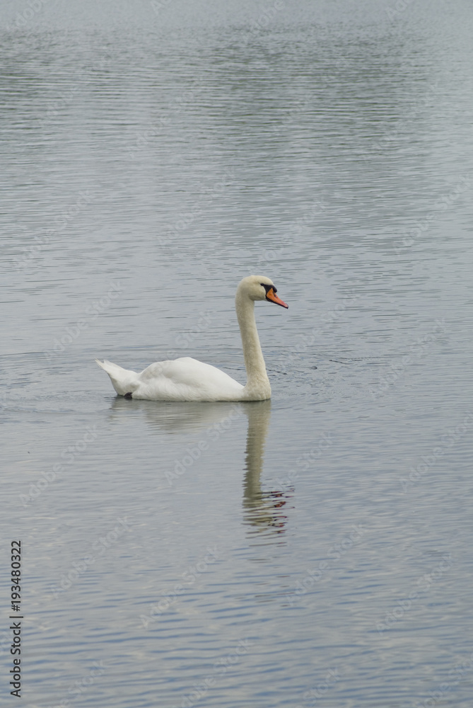 Schwan Schwan