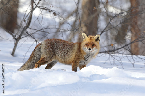 Red fox into the snow © Paolo