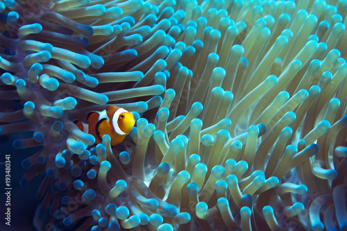 Fényképezés Beautiful turquoise and blue anemone with REAL nemo clownfish