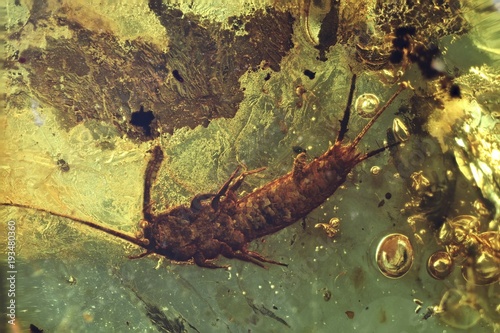 silverfish imprisoned in baltic amber photo