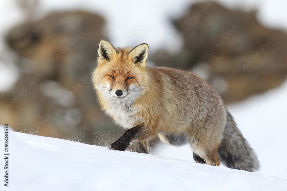 Red fox into the snow Red fox into the snow