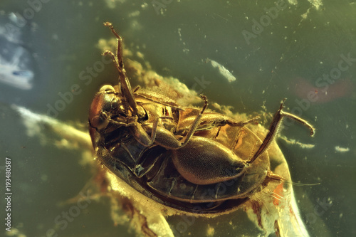 marsh beetle imprisoned in baltic amber photo