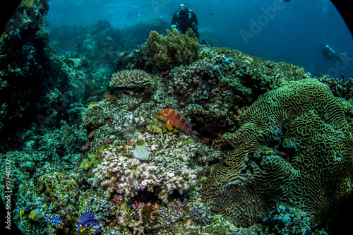 Fototapeta Naklejka Na Ścianę i Meble -  Teeny tiny colorful tropical reef fish from Komodo Island Indonesia