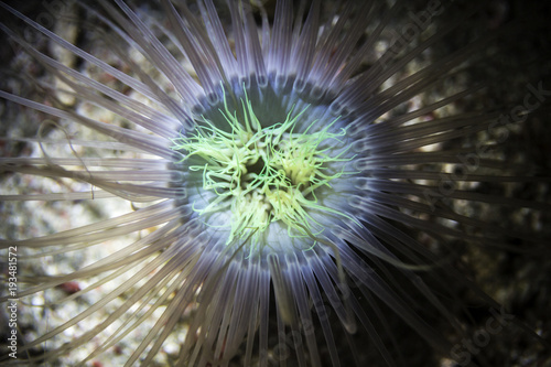 Bright abstract sea anemone night dive photo © Lindsey