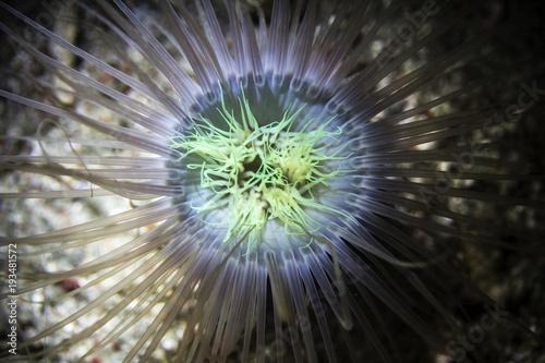 Bright abstract sea anemone night dive photo