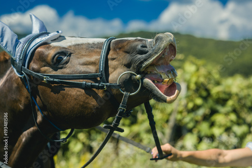Fototapeta Naklejka Na Ścianę i Meble -  Horse wear muzzle on natural background, farming