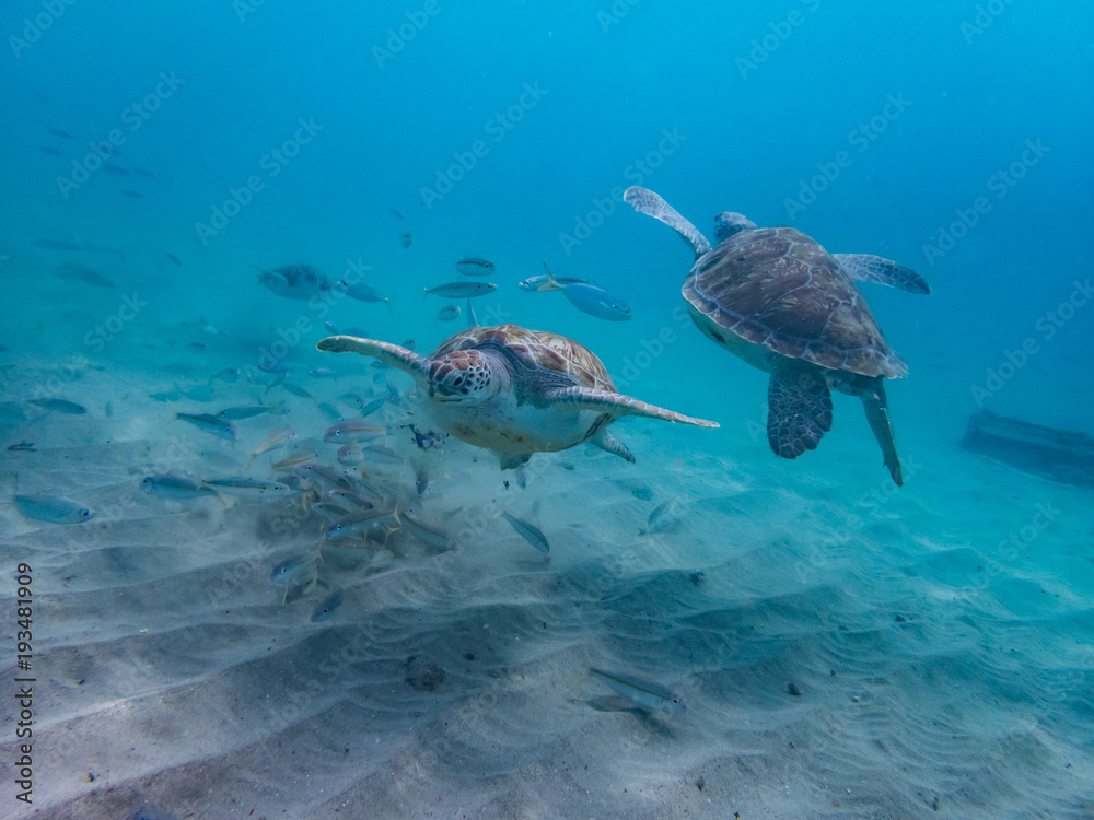Obraz premium West punt Turtles Curacao Views