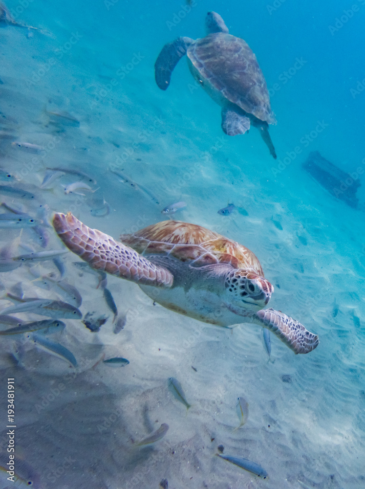 Fototapeta premium West punt Turtles Curacao Views