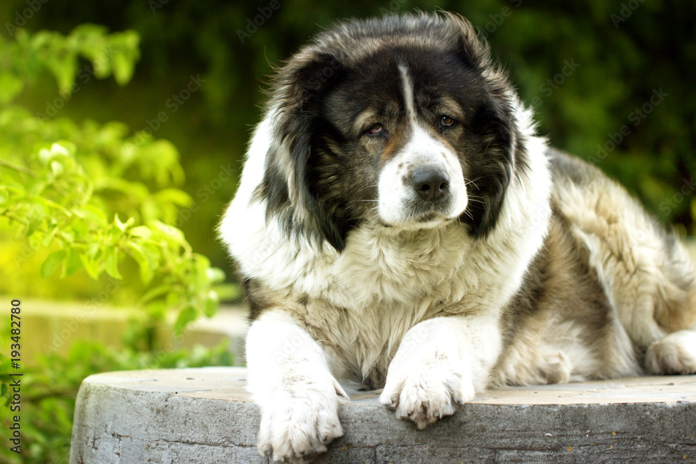 Adult Caucasian Shepherd dog. Fluffy Caucasian shepherd dog is lying on the ground.