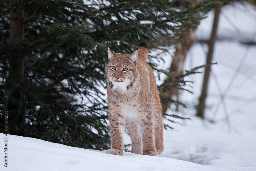 Eurasian lynx, lynx lynx, Germany