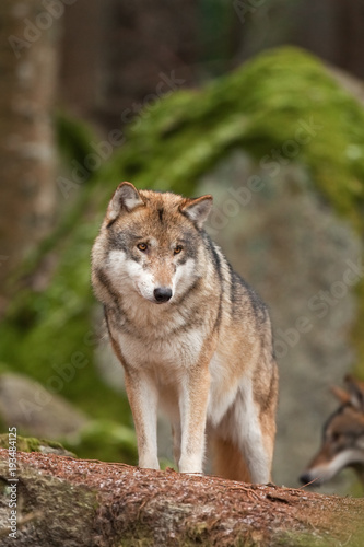 gray wolf  grey wolf  canis lupus