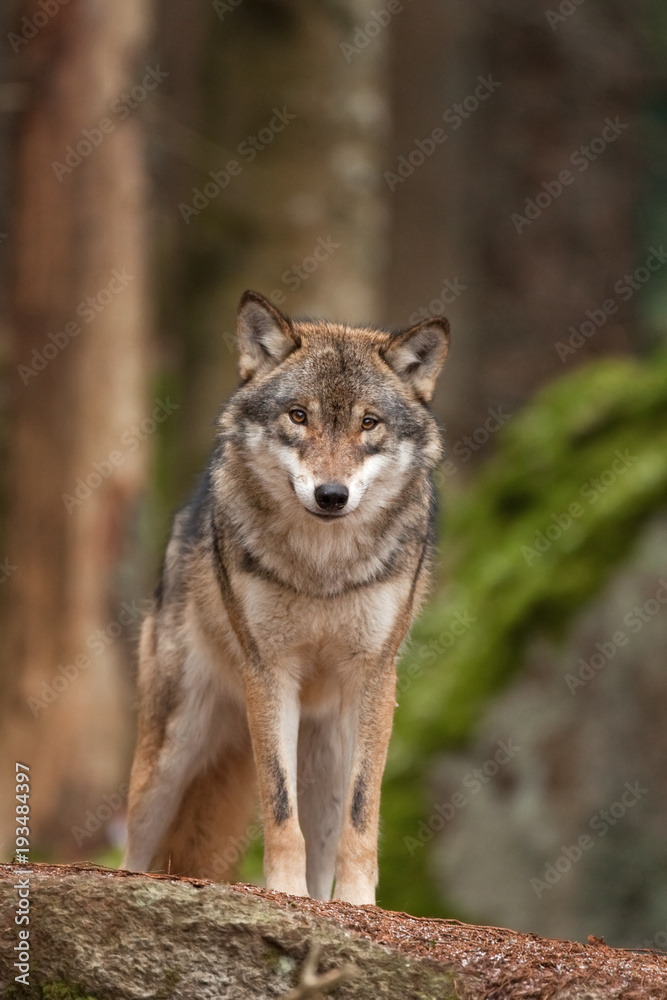 gray wolf, grey wolf, canis lupus