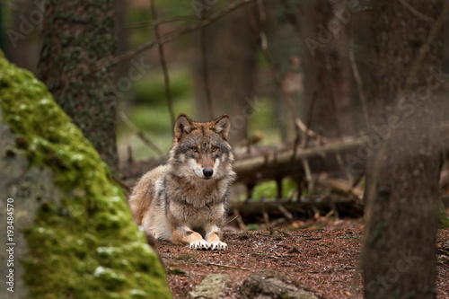 Fototapeta Naklejka Na Ścianę i Meble -  gray wolf, grey wolf, canis lupus