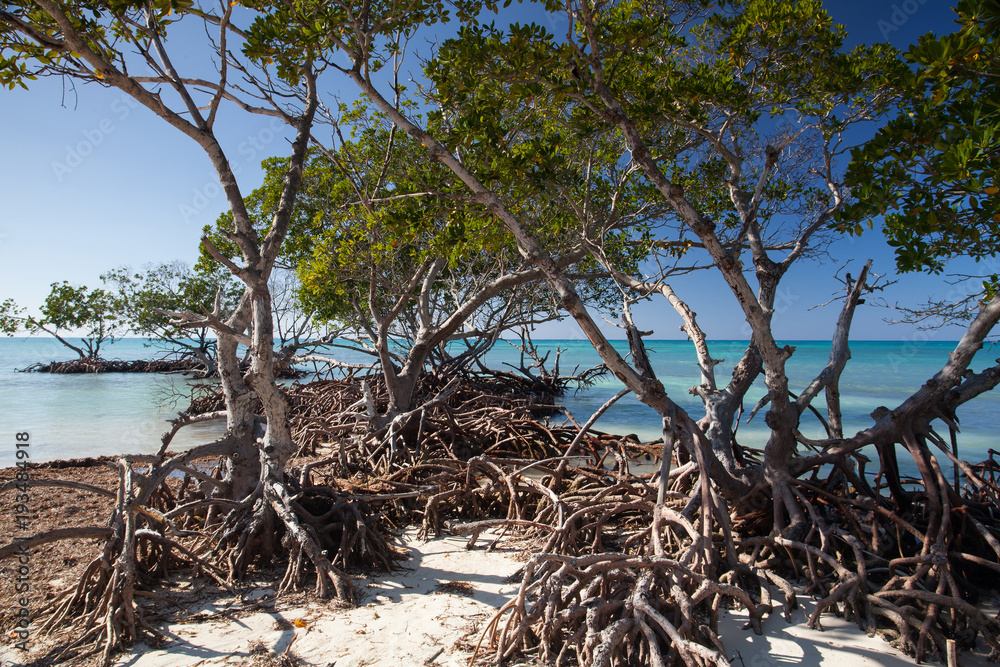 Mangroves at caribbean seashore, Cuba Mangroves at caribbean seashore, Cuba