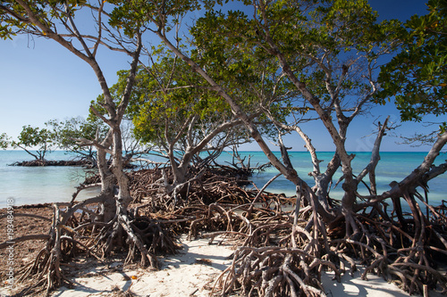 Mangroves at caribbean seashore, Cuba © Radomir Rezny