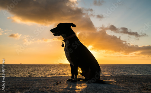 rescue dog in the sunset Curacao Views