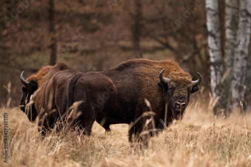 European bison, bison bonasus, Ralsko