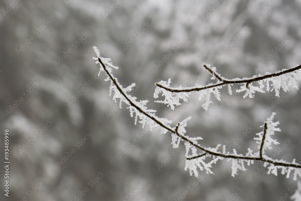 Nature covered in snow during deep winter. Slovakia