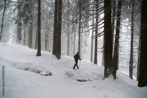 Tourist hiking within the trees on the hill in winter. Slovakia 