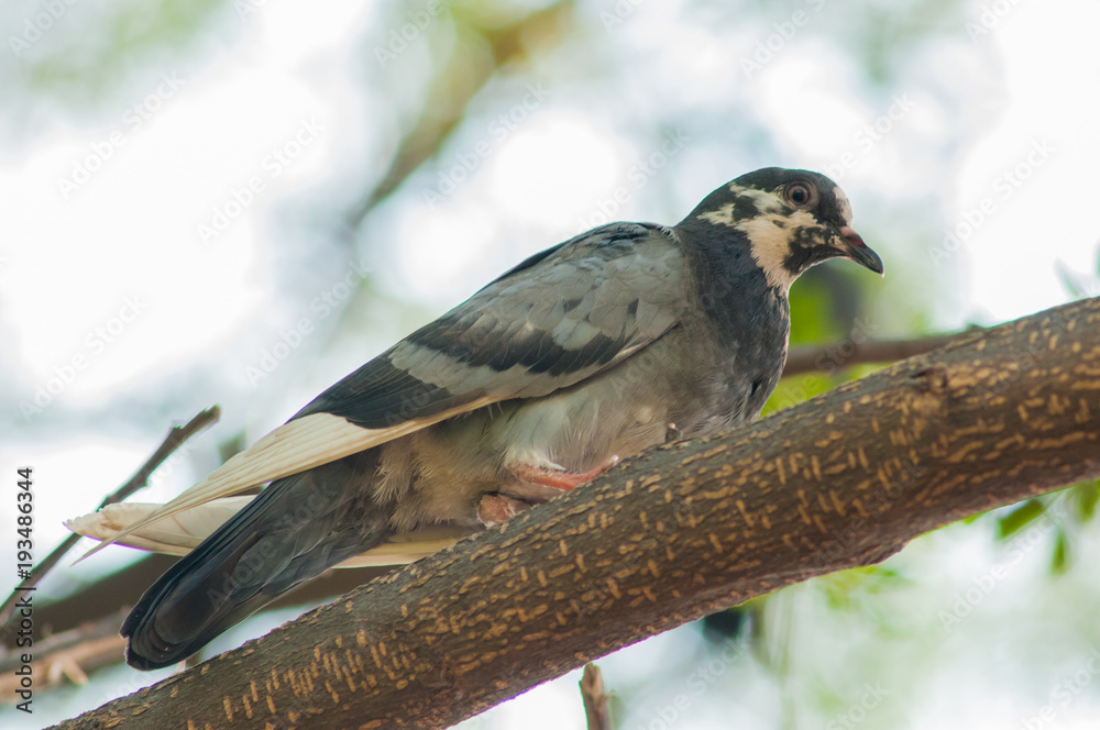 Fototapeta premium Bird on branch.