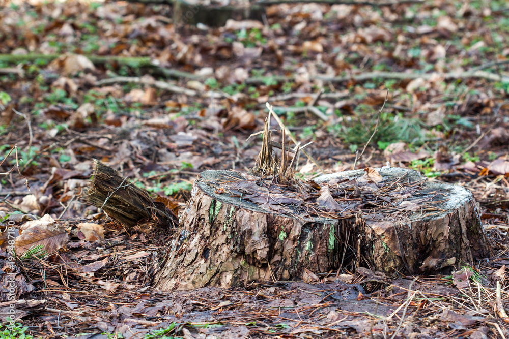 Closeup of a tree stump in the forest