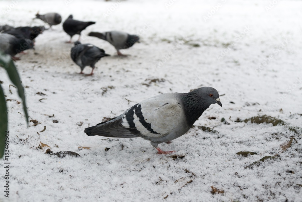 Fototapeta premium Pigeons and sparrows on the snow. Slovakia