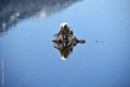 Snow topped tree stump in river with reflection © Joylyn McChesnie