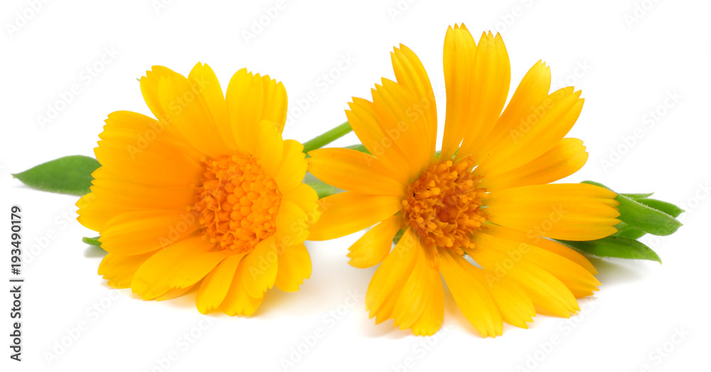 marigold flowers with green leaf isolated on white background ( calendula flower ) marigold flowers with green leaf isolated on white background ( calendula flower )