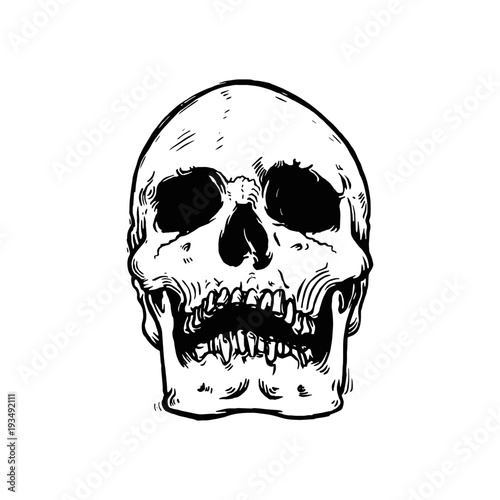 Vector illustration of monochrome hand drawn human skull