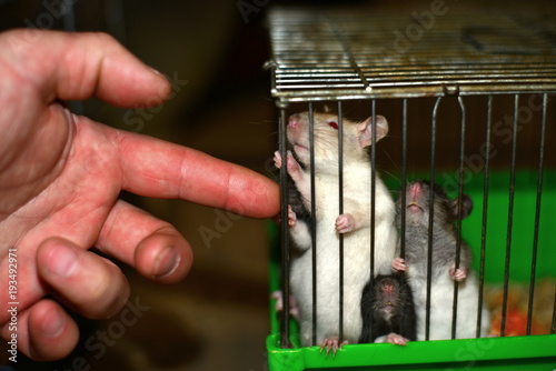 Hamsters sit in a cage and eat from their hands, close-up.