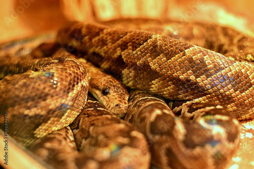 Snake in a cage, behind a glass close-up in a zoo. photo