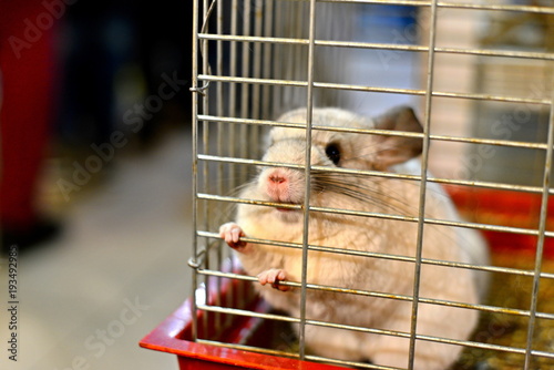 White, beautiful chinchilla in a cage, in a zoo. photo