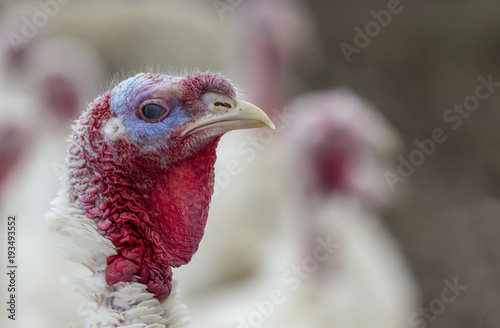 Turkey-poult
