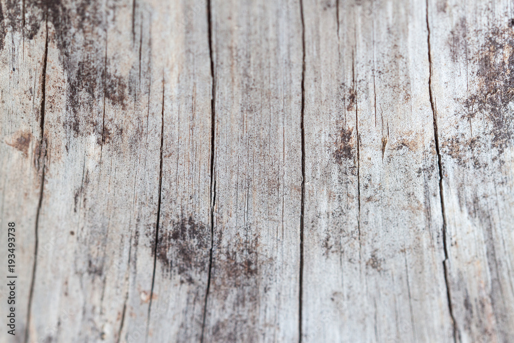 Dry tree texture background close up Dry tree texture background close up